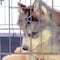 Pet Adobe Set of 2 Stainless Steel Hanging Pet Bowls, Cage, Kennel, for Food and Water, Dogs / Cats, 8-Fl Oz 993010VAK - alternate 6